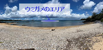 �E�~�K���̃G���A���������ʐ^