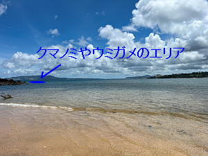 なかゆくいのシュノーケリングのエントリー場所からクマノミやウミガメがいるエリアを示した写真