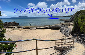 ��َq��a�̉�����r�[�`�ɍ~�肽�ۂɁA�Ȃ��䂭���̃V���m�[�P�����O�̃G���g���[�ꏊ����N�}�m�~��E�~�K��������G���A���������ʐ^